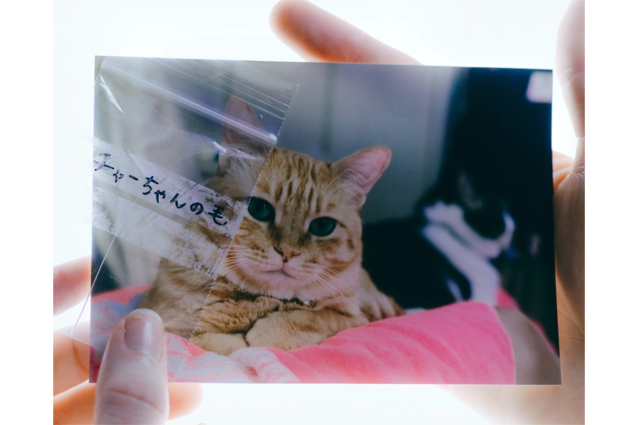 チャーちゃんのヒゲの外観